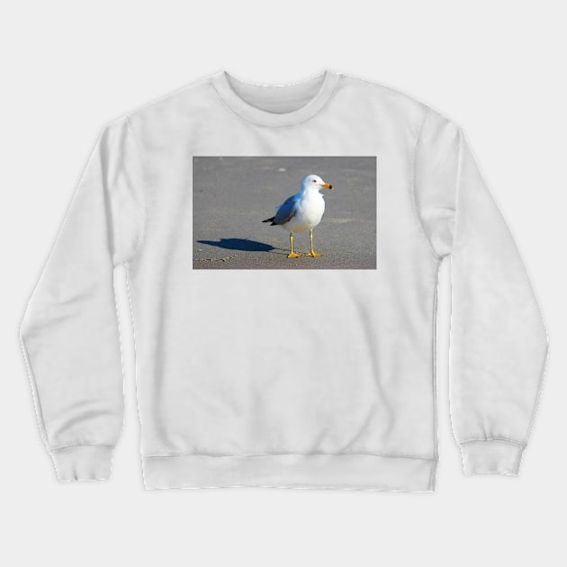 Seagull And His Shadow Crewneck Sweatshirt by Cynthia48